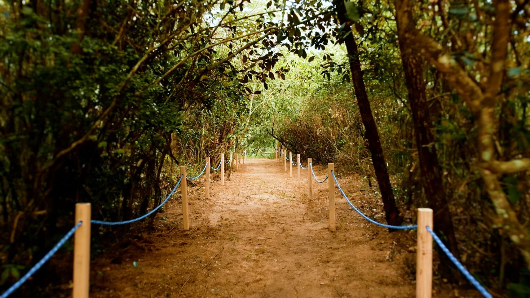 Túnel de Árboles