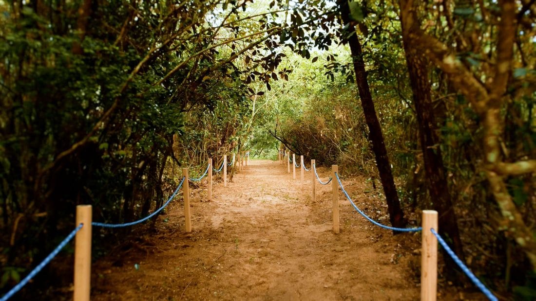 Túnel de árboles